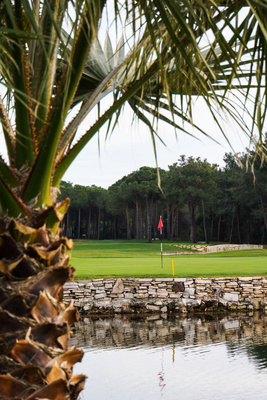Golfplätze mit Palmen